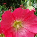 Alcea rosea
